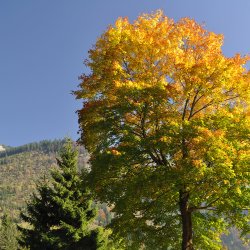 Herbst im Allgäu